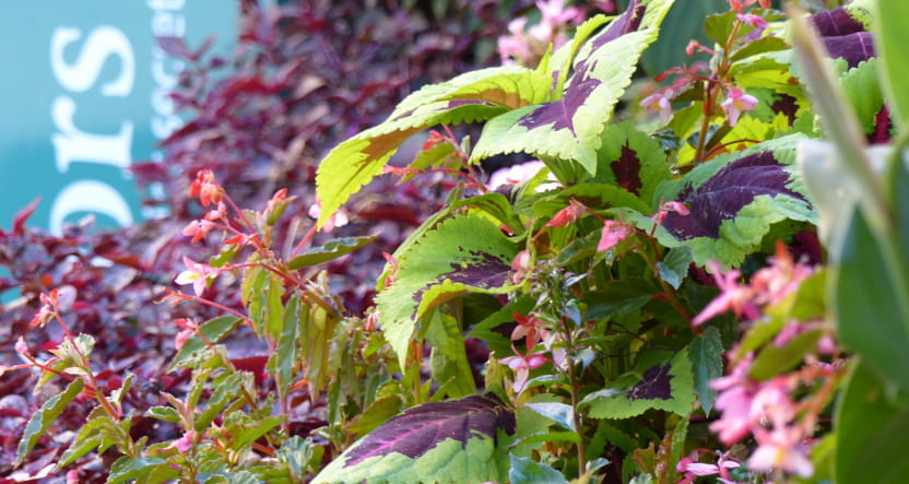 Découvrez le Jardin secret de la Fée Verte !