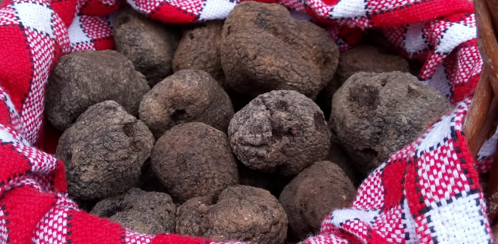 Panier de truffes sur le marché aux truffes d'hiver à Lalbenque