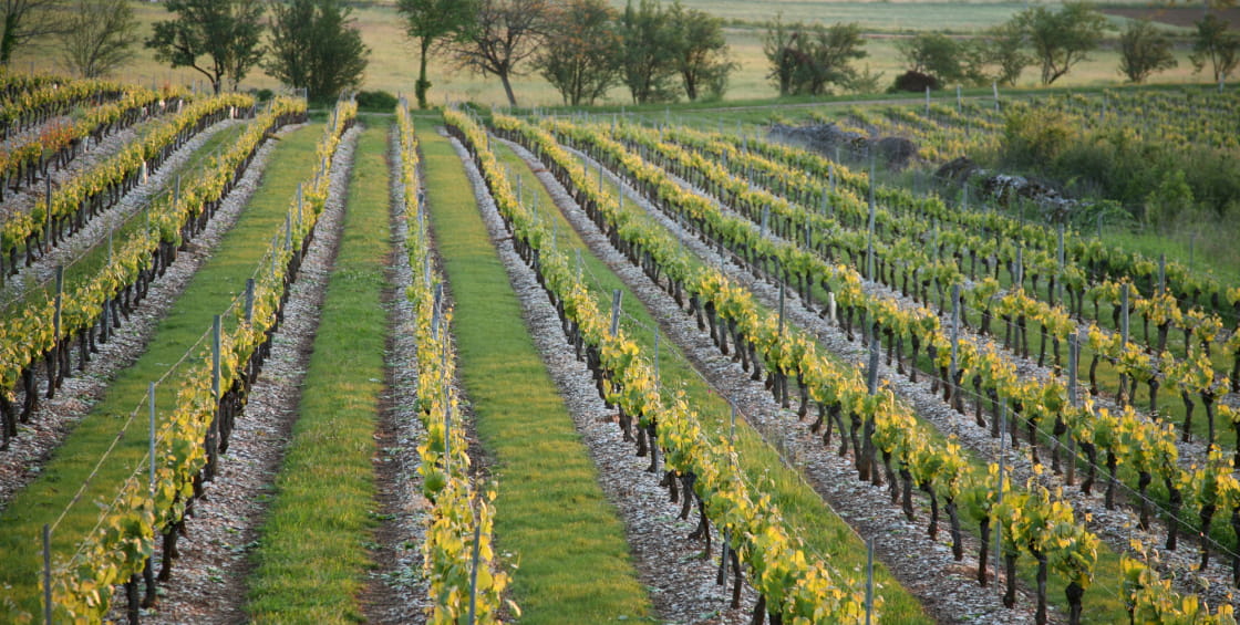 vineyard of Cahors in Cournou