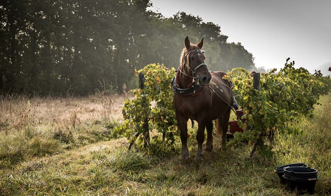 Harvest on horseback in the vineyard of Cahors