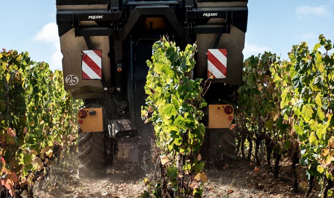 Harvest time in the vineyard of Cahors