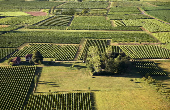 vineyard of Cahors seen from Bélaye
