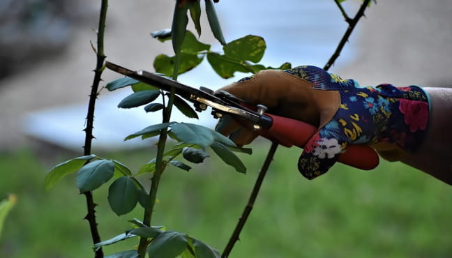 Atelier : taille des arbres