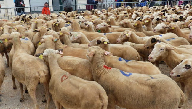 Transhumance Rocamadour - Luzech Du 15 au 19 avr 2025