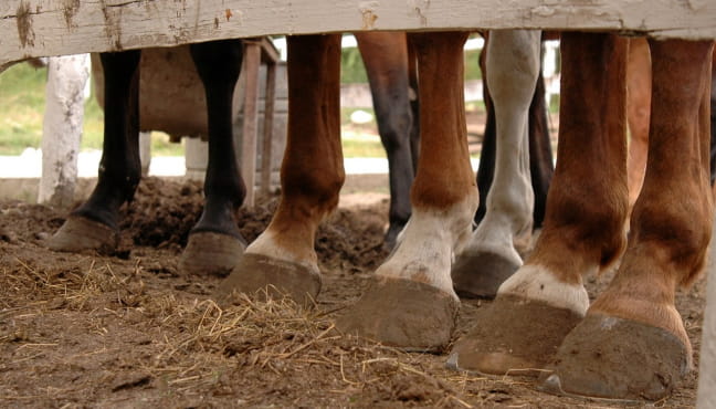 Randonnée Equestre au gascou Le 17 nov 2024