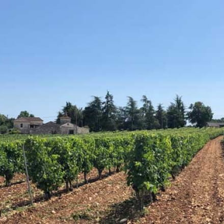 The Clos Siguier vineyard